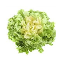 Salade scarole