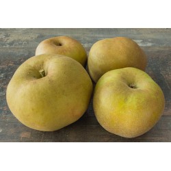 Pomme Canada Grise 1 rang