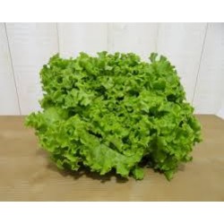 Salade Batavia Bio