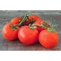 Tomate Grappe bio